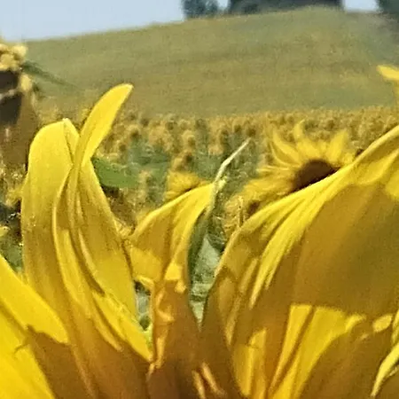 Bed and breakfast Elsanto-beb