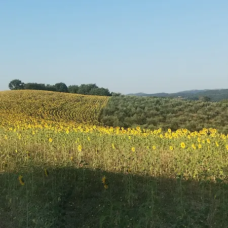 Elsanto-beb San Venanzo