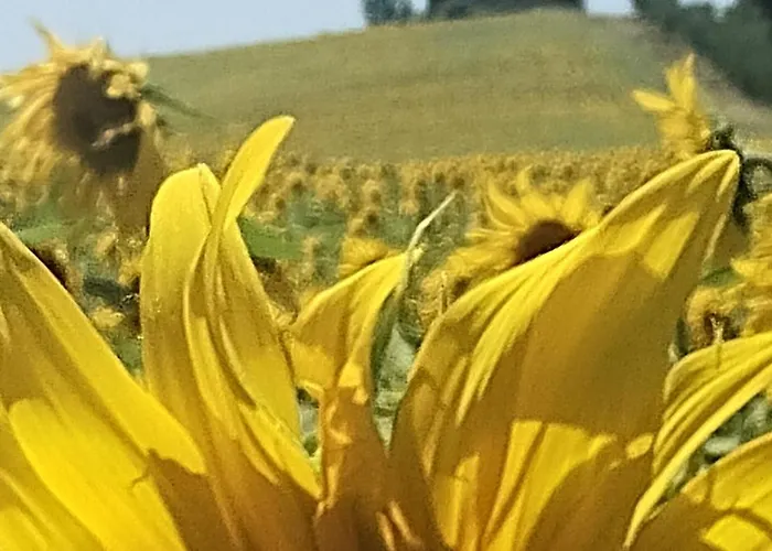 Bed & Breakfast Elsanto-beb